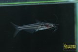 グラスドワーフパンガシウス　
