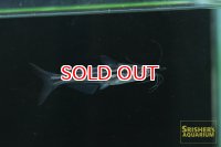 グラスドワーフパンガシウス　