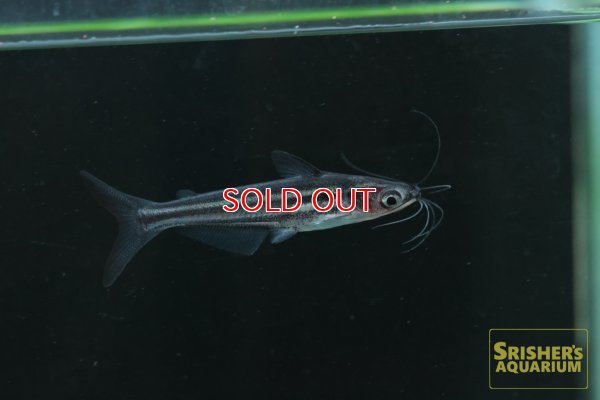 画像1: グラスドワーフパンガシウス　