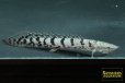 画像1: ポリプテルス　デルヘッジ（ブリード）Aグレード (1)