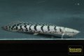ポリプテルス　デルヘッジ（ブリード）Aグレード