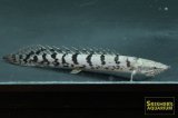 ポリプテルス　デルヘッジ（ブリード）Aグレード