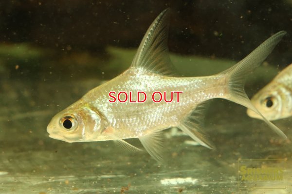 画像1: プンティオプリテス　ワンデルシィ