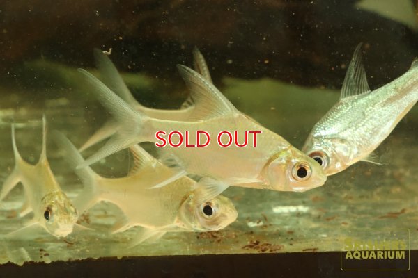 画像2: プンティオプリテス　ワンデルシィ