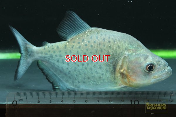 画像1: ブラックピラニア（リオネグロ）