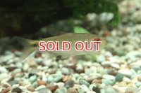 イエローローズモンクホーシャ（ヴァウペス）