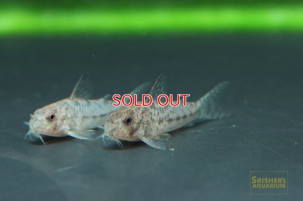 画像3: コリドラスｓｐ.ニューセサミ