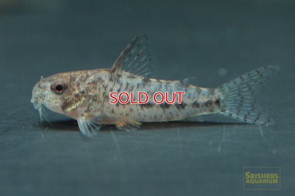 画像1: コリドラスｓｐ.ニューセサミ