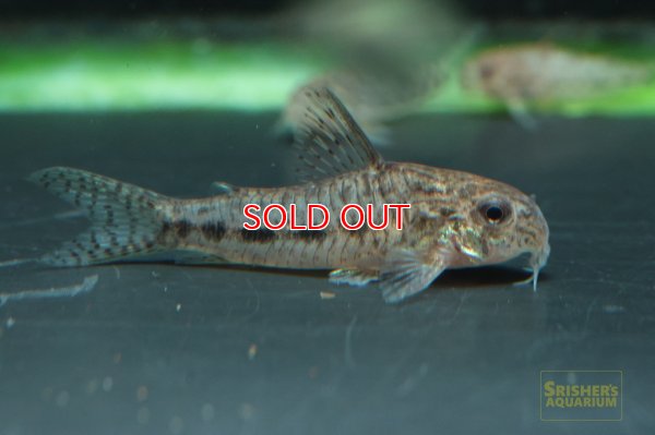 画像4: コリドラスｓｐ.ニューセサミ