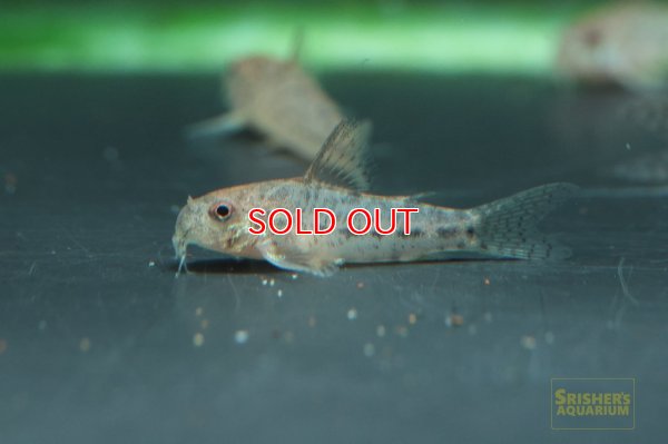 画像2: コリドラスｓｐ.ニューセサミ