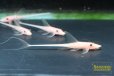画像1: ゴールデンロイヤルファロエラ (1)