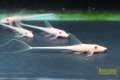 ゴールデンロイヤルファロエラ