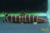 シニボティア　リーベサエ