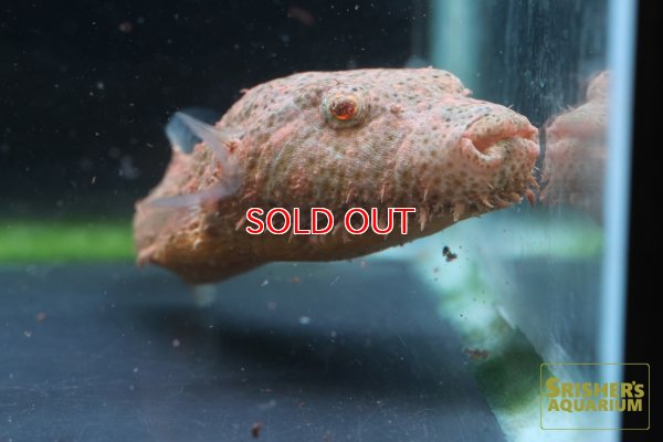 画像2: 毛フグ WILD