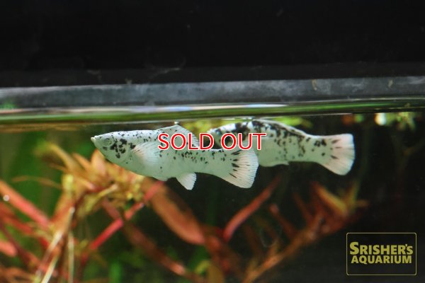 画像3: ブルーアイプラチナダルメシアンモーリー（ペア）