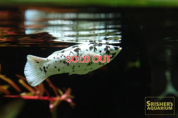 画像1: ブルーアイプラチナダルメシアンモーリー（ペア）