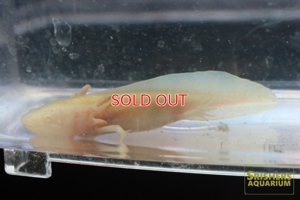 画像1: アンダーソンｘウーパー　ゴールデン