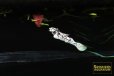 画像4: ブルーアイプラチナダルメシアンモーリー（ペア） (4)