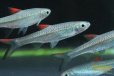 画像4: ラスボラ　レオフィラ (4)