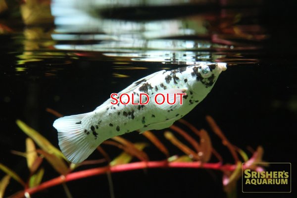 画像2: ブルーアイプラチナダルメシアンモーリー（ペア）