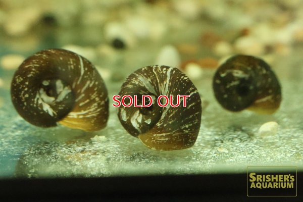 画像1: ブラックラムズホーン（国産）