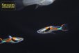 画像2: 国産エンドラーズ　ラグナデパトス（ペア） (2)
