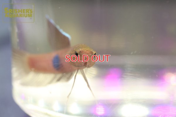 画像3: ベタ　ブロウノルム ’TAJAN’（ペア）