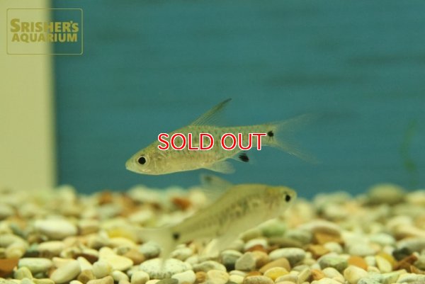 画像2: ハイフィンピグミーバルブ