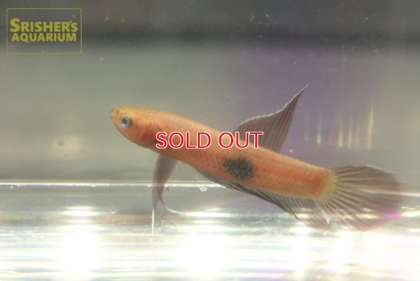 画像1: ベタ　ブロウノルム ’TAJAN’（ペア）