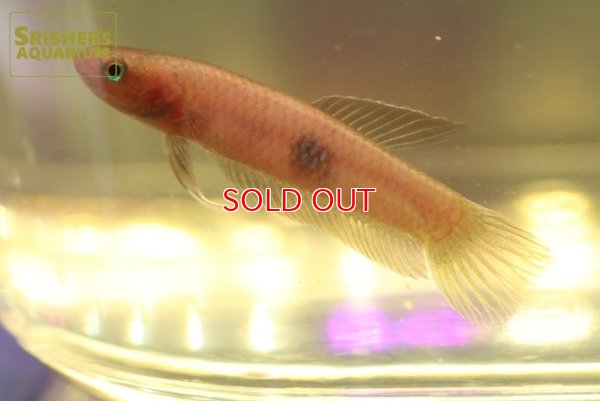 画像4: ベタ　ブロウノルム ’TAJAN’（ペア）