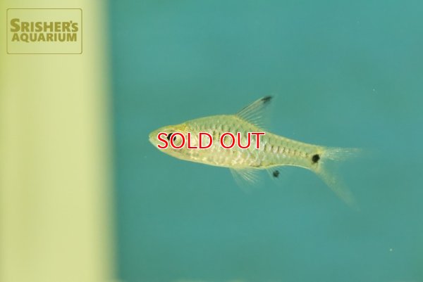 画像1: ハイフィンピグミーバルブ