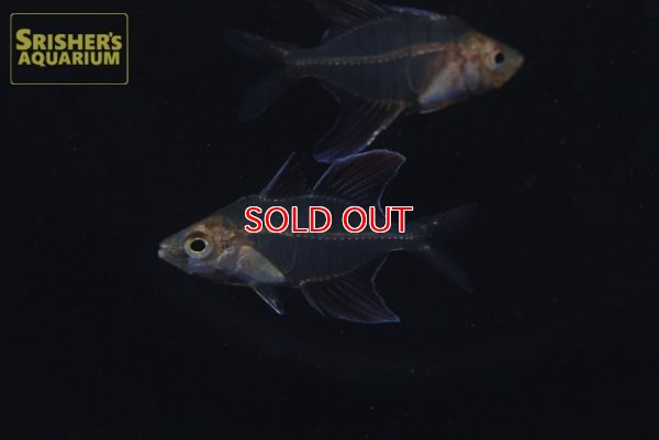 画像1: スレンダーローズフレームグラスエンゼル　オス