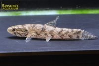 ホプリアス SP. リオプレットダエバ