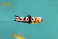 キャリコソード（コイ三色ソード）