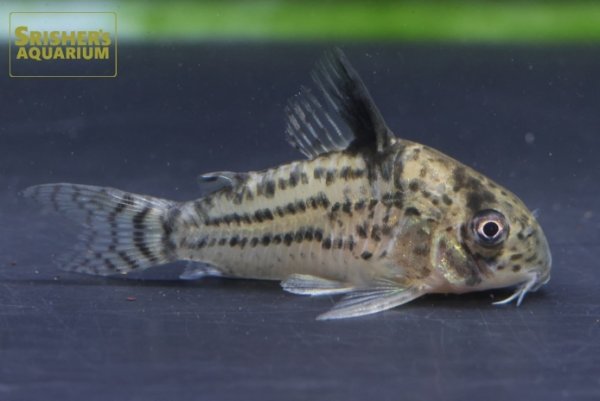 画像4: コリドラス　トカンチンスシュワルツィ