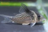 コリドラス SP.セミロングノーズジャカレアカンガ n-1