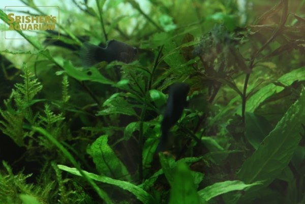 画像4: ブラックモーリー