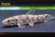 画像2: ホプリアス SP. リオプレットダエバ (2)