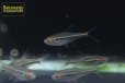 画像3: ハイフェソブリコン　カントウイ (3)