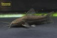 画像1: アイシャドーホプロ (1)