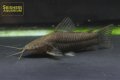 アイシャドーホプロ