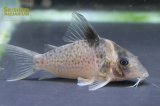 コリドラス SP.セミロングノーズジャカレアカンガ n-2