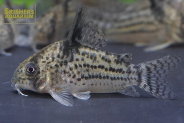 画像3: コリドラス　トカンチンスシュワルツィ