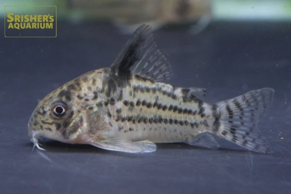 画像5: コリドラス　トカンチンスシュワルツィ