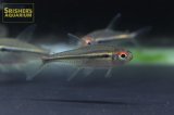 ハイフェソブリコン　カントウイ