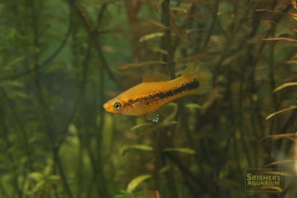 画像6: ソードミックス