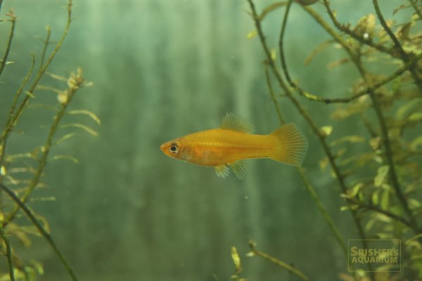 画像5: ソードミックス