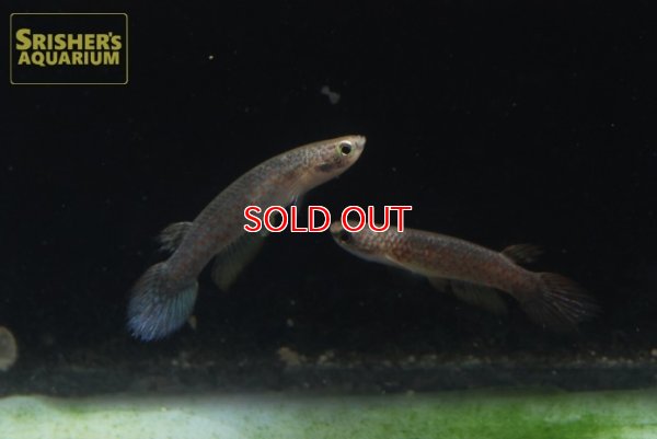 画像6: リブルス　オルナータス（ペルー）