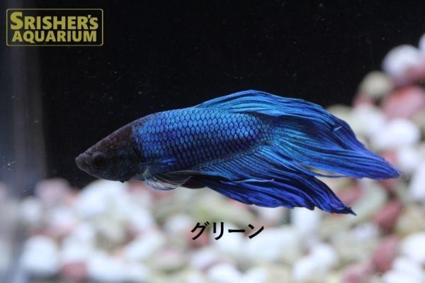 画像3: ベタ オス (レッド・ブルー・グリーン)色選べる！