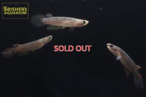 画像4: リブルス　オルナータス（ペルー）